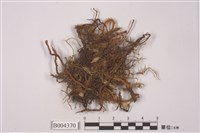 藏品(紫葉蘚)的圖片